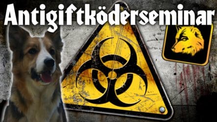 Antigiftködertraining - ab dem 12.03.2025 Mi. 17.00 Uhr