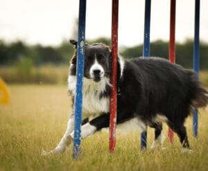 Agility I - ab 07.03.2025 Fr. 17 Uhr