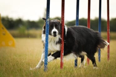 Agility I - ab 07.03.2025 Fr. 17 Uhr