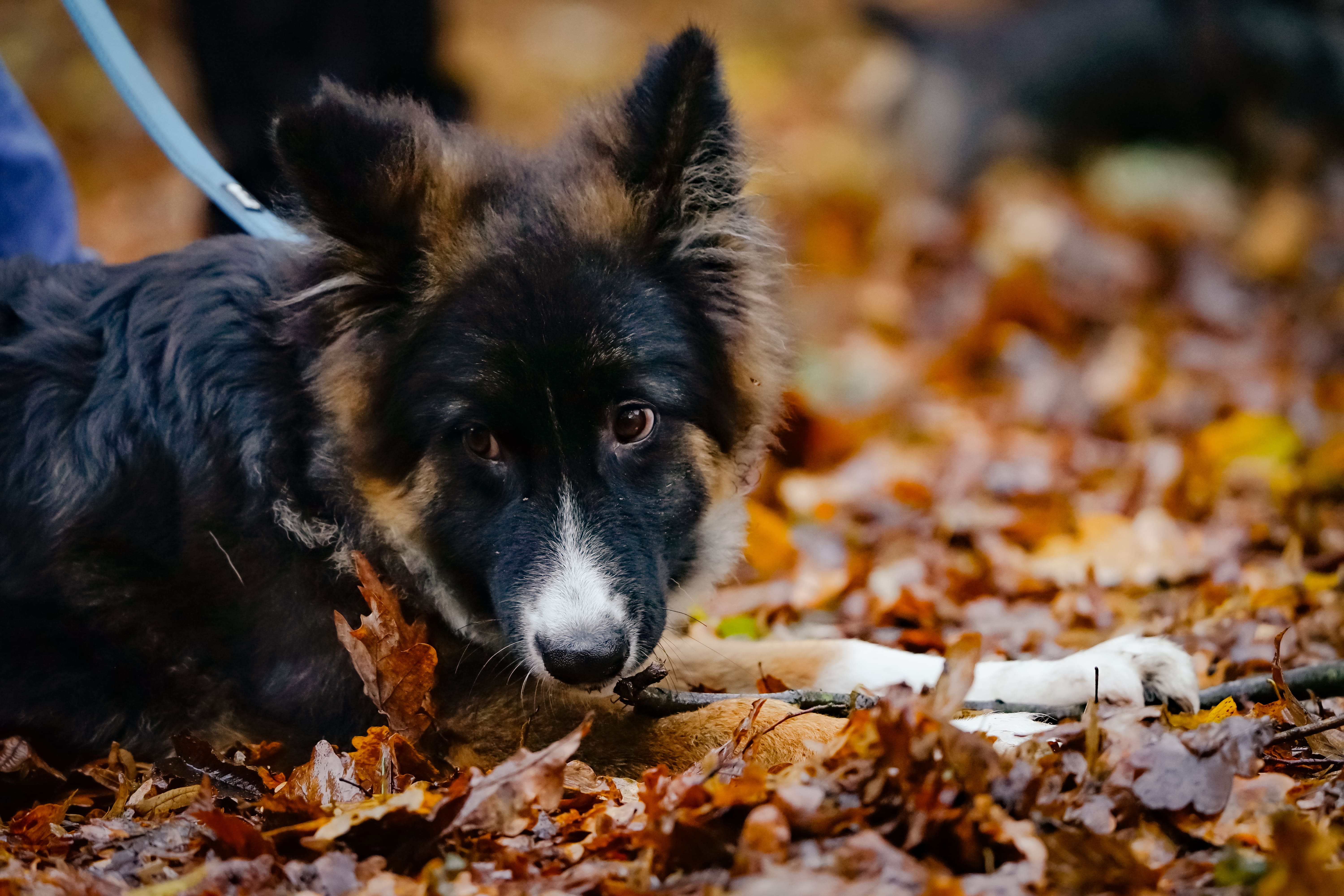 Hundetraining Marl
